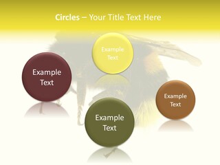 A Close Up Of A Bee On A White Background PowerPoint Template