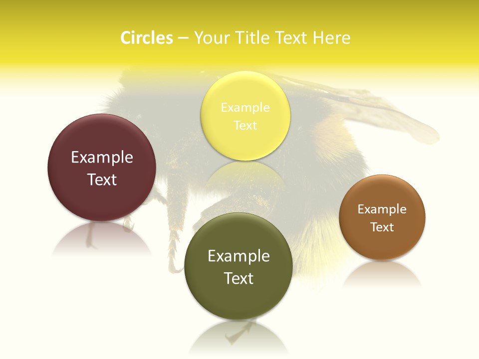 A Close Up Of A Bee On A White Background PowerPoint Template