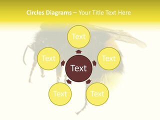 A Close Up Of A Bee On A White Background PowerPoint Template