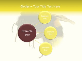 A Close Up Of A Bee On A White Background PowerPoint Template