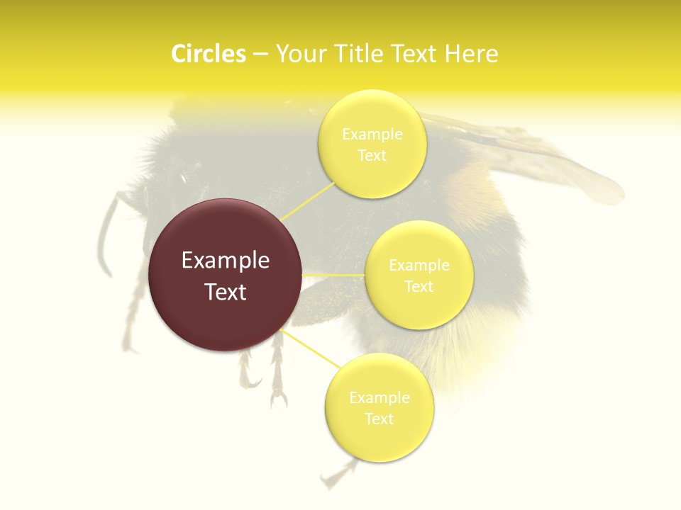 A Close Up Of A Bee On A White Background PowerPoint Template
