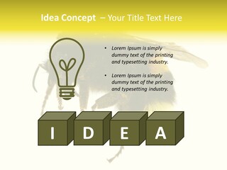 A Close Up Of A Bee On A White Background PowerPoint Template