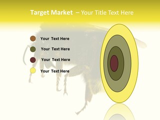 A Close Up Of A Bee On A White Background PowerPoint Template