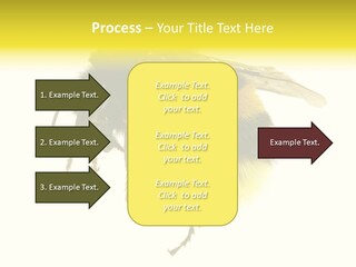 A Close Up Of A Bee On A White Background PowerPoint Template