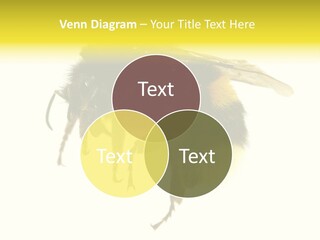 A Close Up Of A Bee On A White Background PowerPoint Template