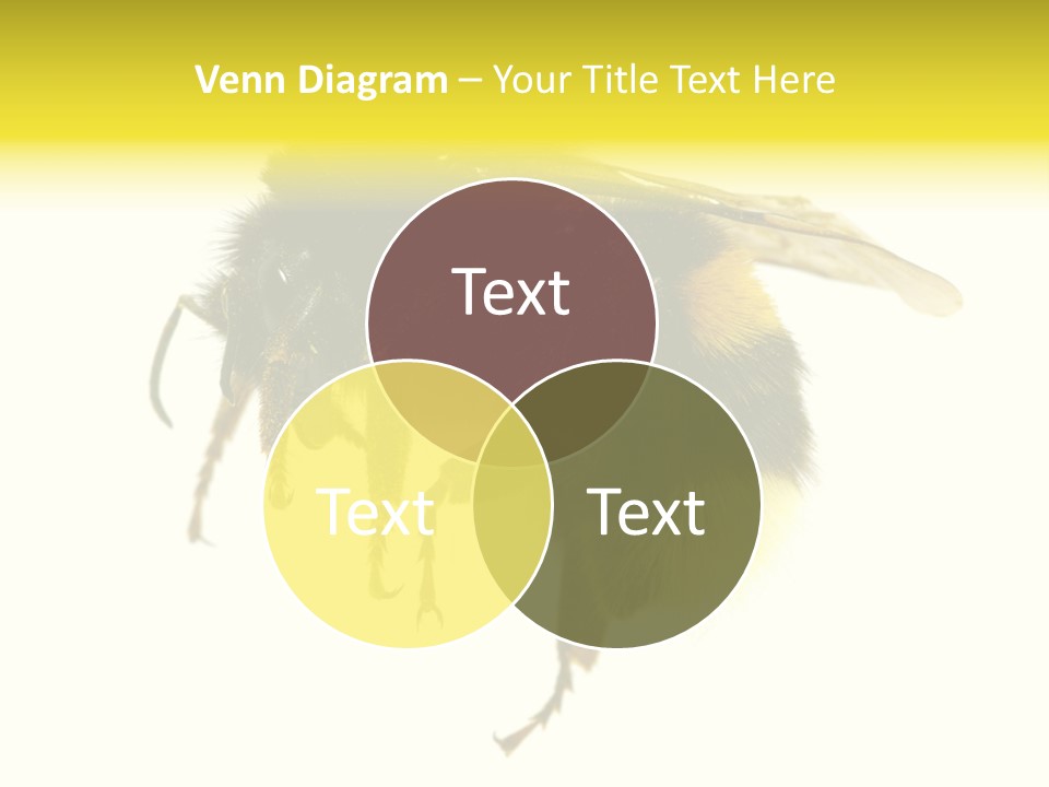 A Close Up Of A Bee On A White Background PowerPoint Template