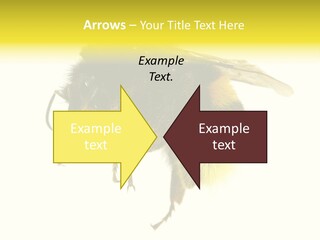 A Close Up Of A Bee On A White Background PowerPoint Template