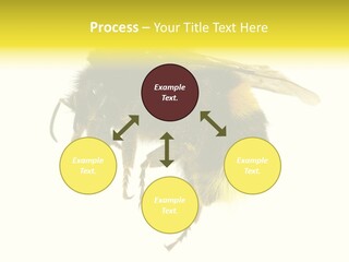 A Close Up Of A Bee On A White Background PowerPoint Template