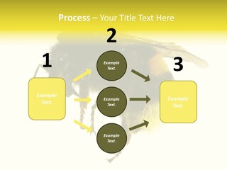 A Close Up Of A Bee On A White Background PowerPoint Template