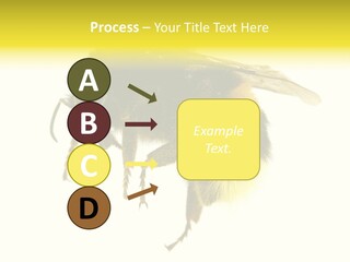A Close Up Of A Bee On A White Background PowerPoint Template