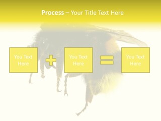 A Close Up Of A Bee On A White Background PowerPoint Template