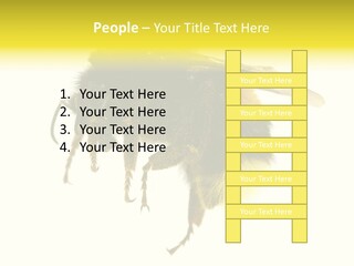 A Close Up Of A Bee On A White Background PowerPoint Template