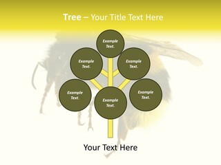 A Close Up Of A Bee On A White Background PowerPoint Template