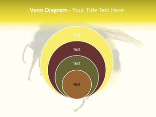 A Close Up Of A Bee On A White Background PowerPoint Template