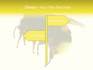A Close Up Of A Bee On A White Background PowerPoint Template