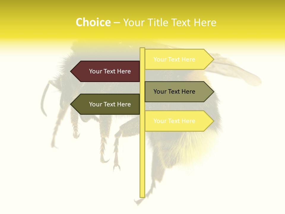 A Close Up Of A Bee On A White Background PowerPoint Template