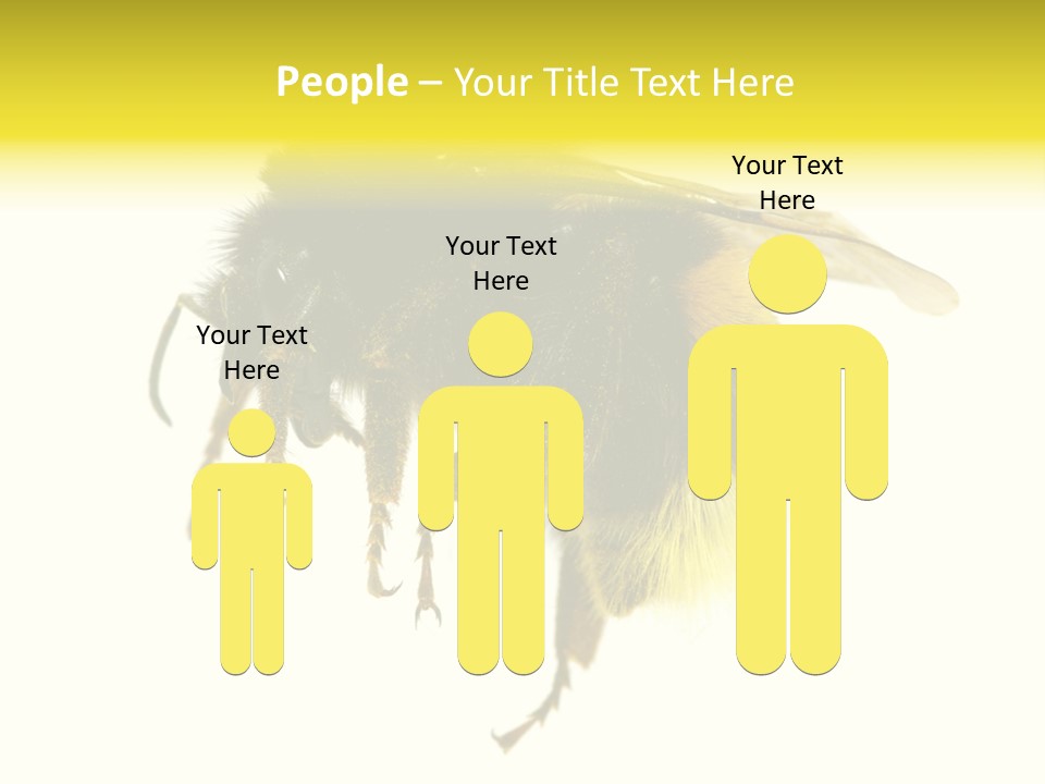 A Close Up Of A Bee On A White Background PowerPoint Template