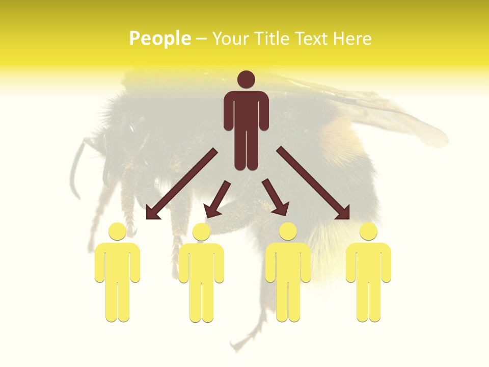 A Close Up Of A Bee On A White Background PowerPoint Template