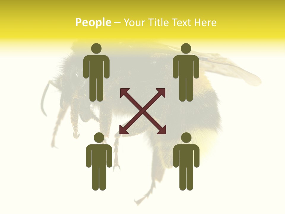 A Close Up Of A Bee On A White Background PowerPoint Template