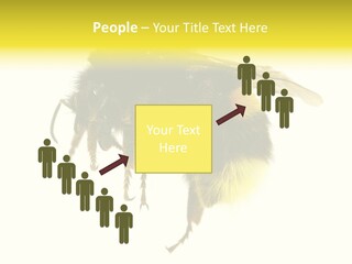 A Close Up Of A Bee On A White Background PowerPoint Template