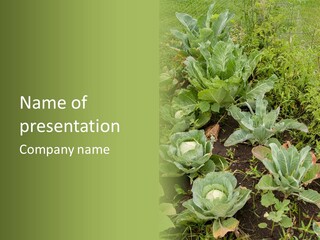 A Picture Of Some Plants In A Field PowerPoint Template