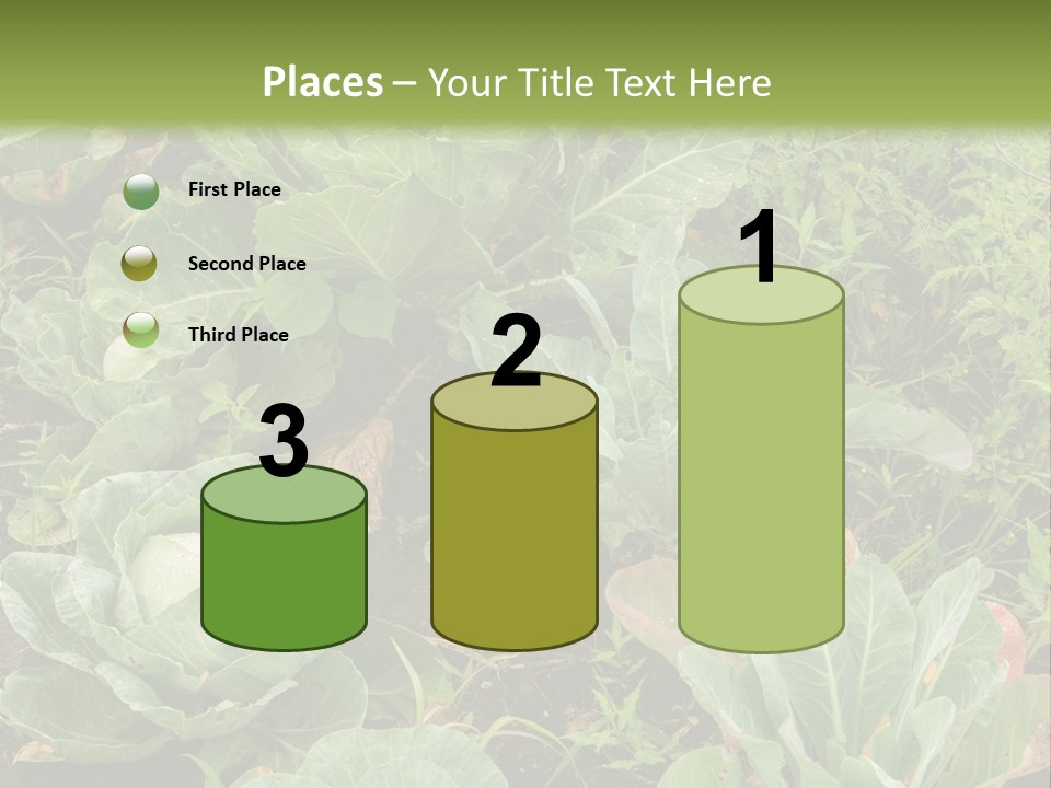 A Picture Of Some Plants In A Field PowerPoint Template