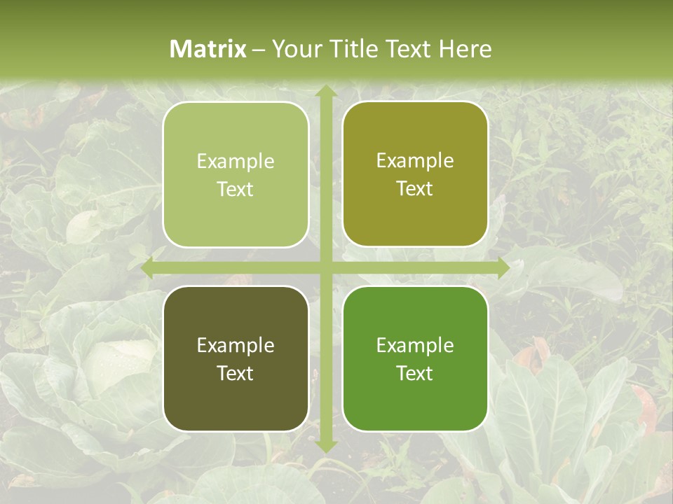 A Picture Of Some Plants In A Field PowerPoint Template