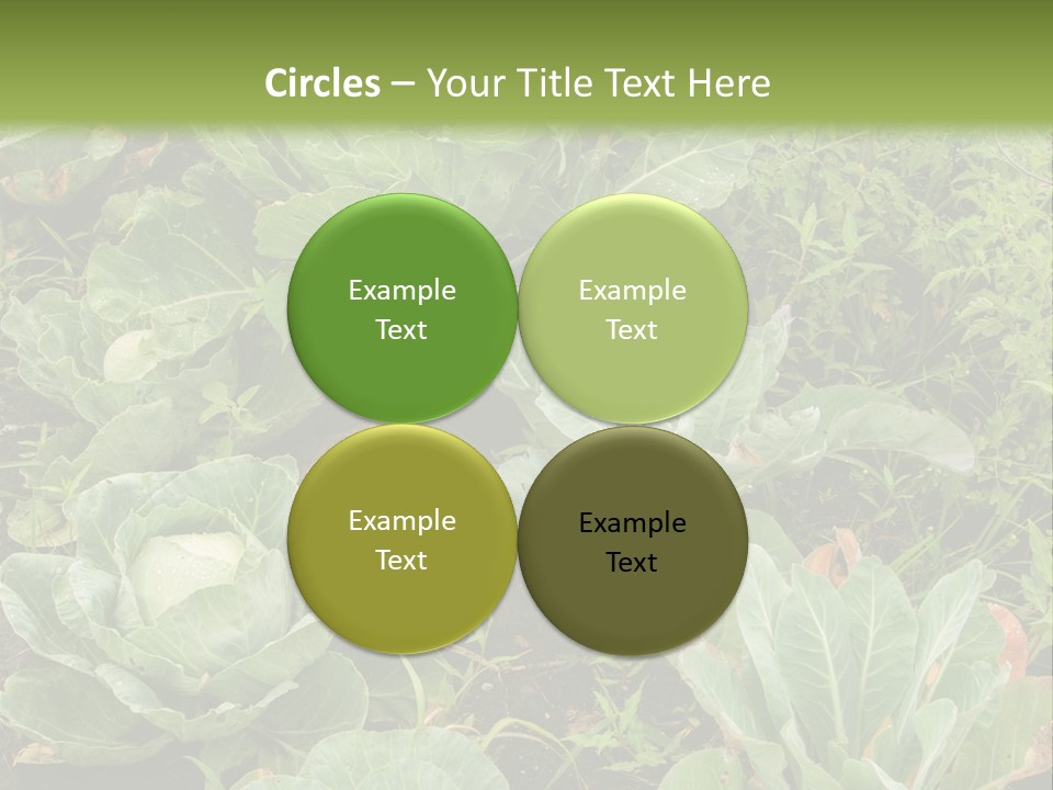 A Picture Of Some Plants In A Field PowerPoint Template