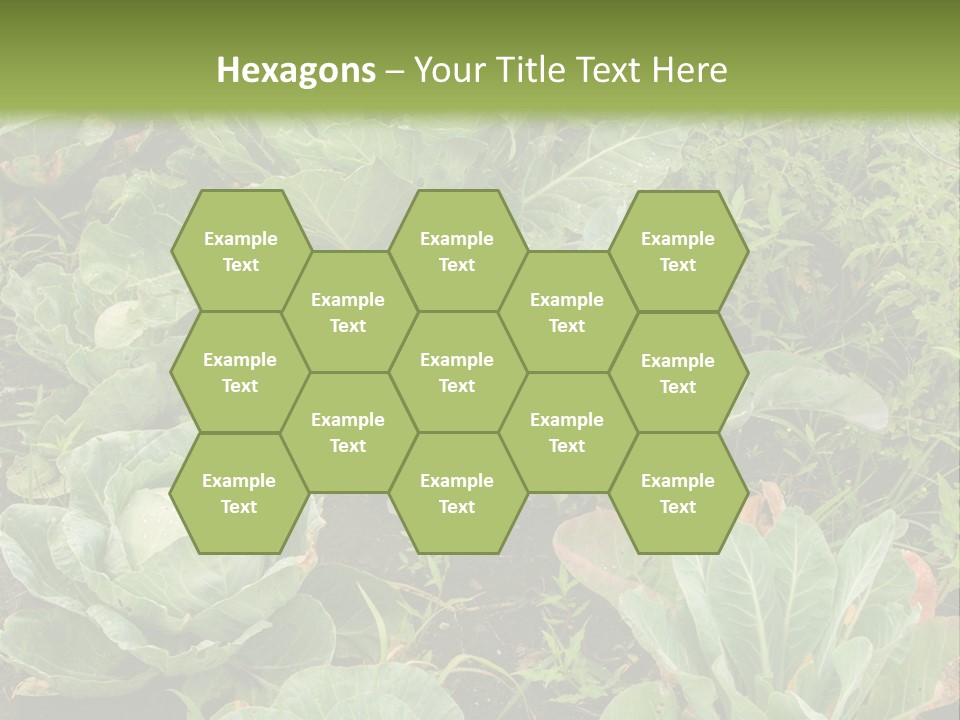 A Picture Of Some Plants In A Field PowerPoint Template