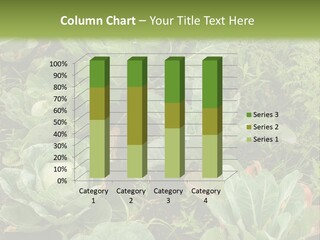 A Picture Of Some Plants In A Field PowerPoint Template