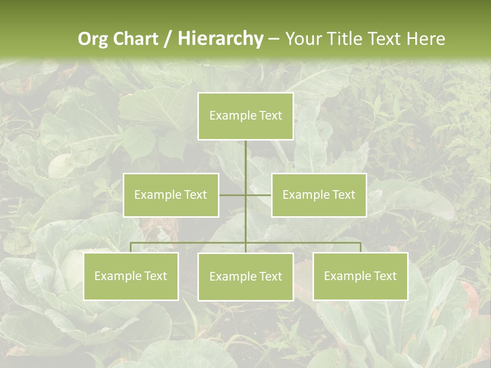 A Picture Of Some Plants In A Field PowerPoint Template