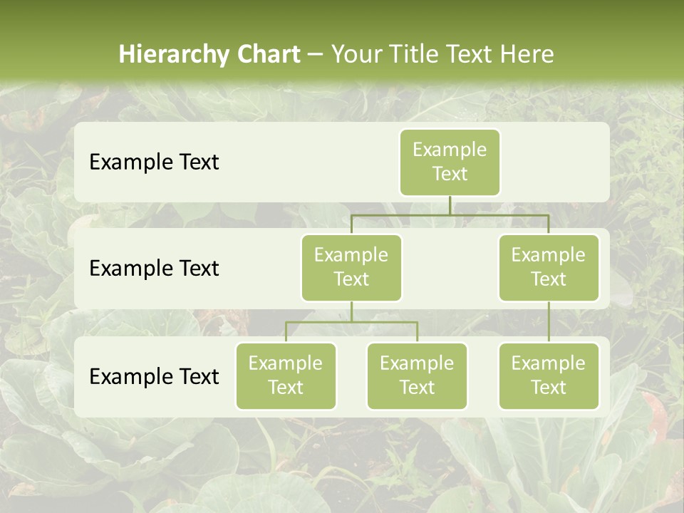 A Picture Of Some Plants In A Field PowerPoint Template