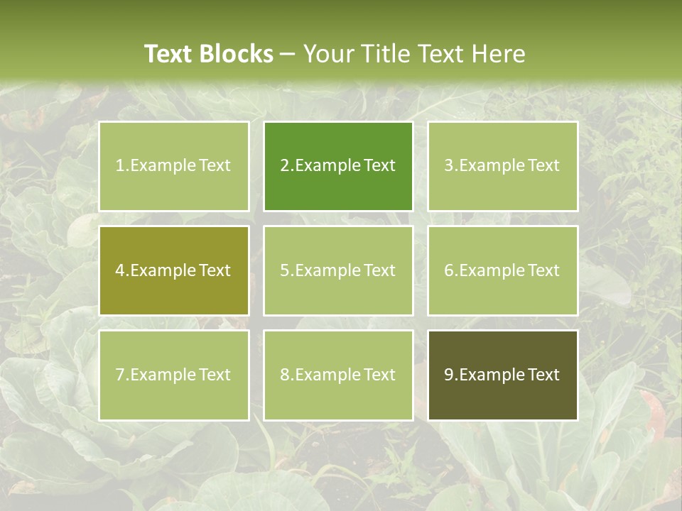 A Picture Of Some Plants In A Field PowerPoint Template