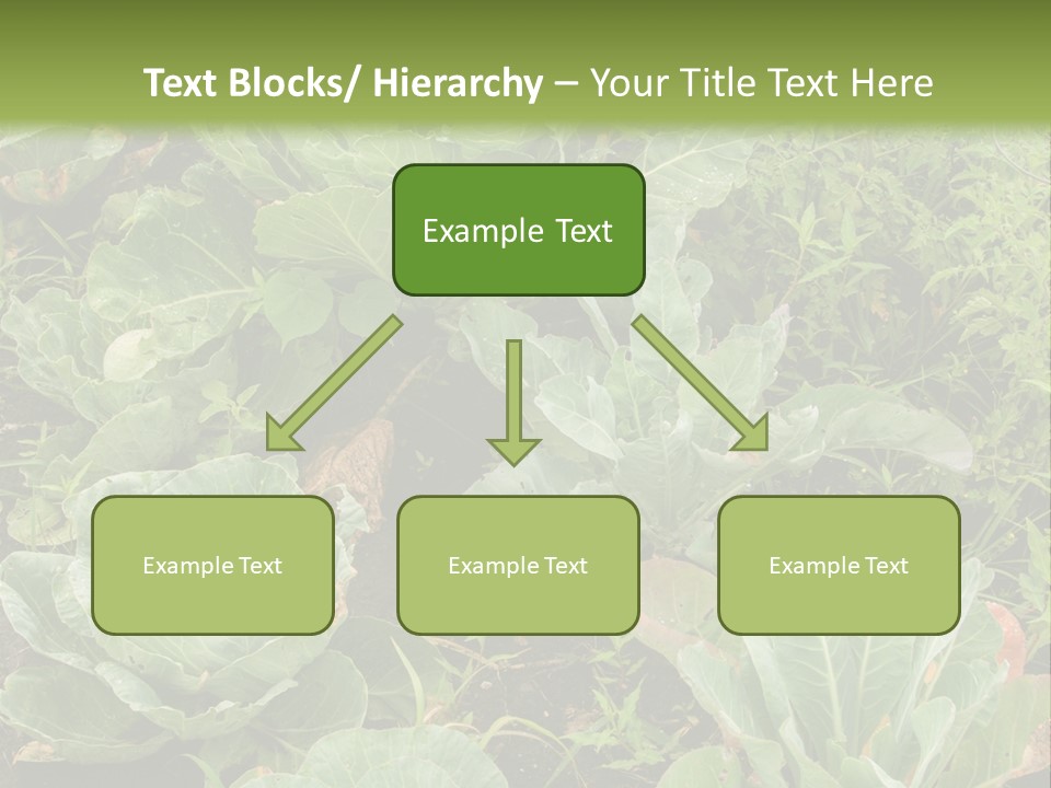 A Picture Of Some Plants In A Field PowerPoint Template