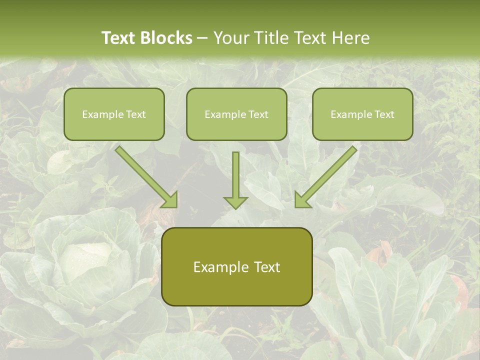A Picture Of Some Plants In A Field PowerPoint Template