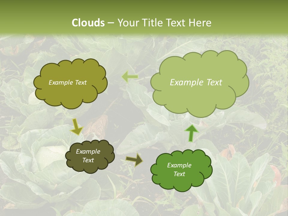 A Picture Of Some Plants In A Field PowerPoint Template