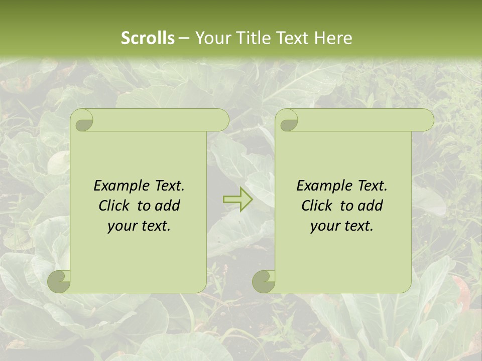 A Picture Of Some Plants In A Field PowerPoint Template