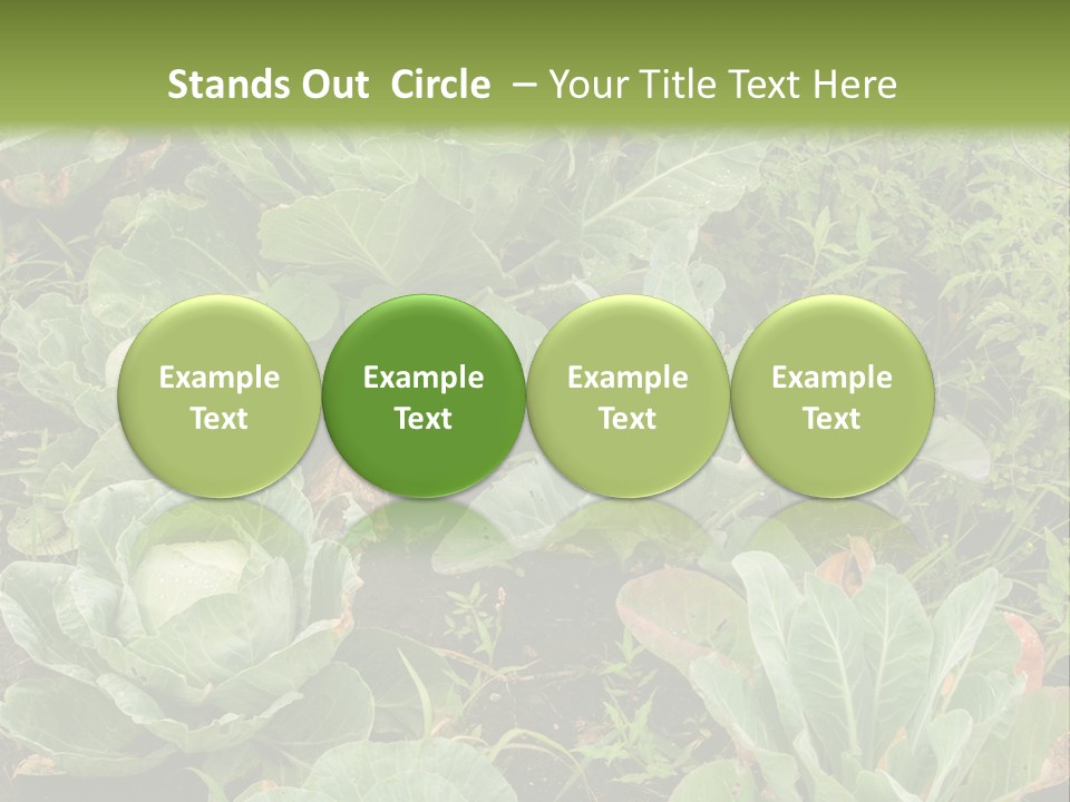 A Picture Of Some Plants In A Field PowerPoint Template