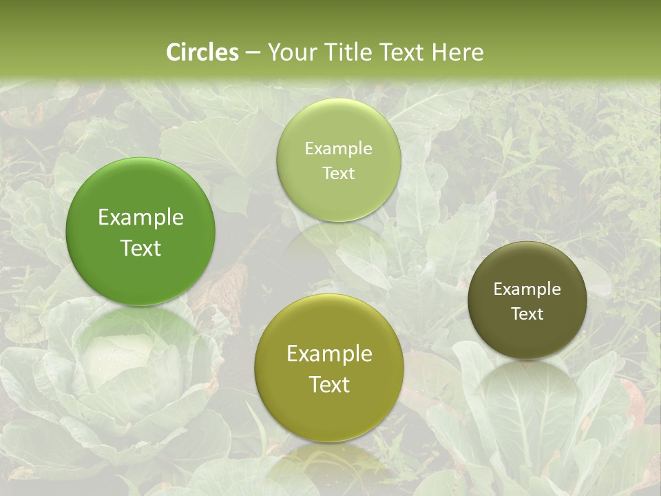 A Picture Of Some Plants In A Field PowerPoint Template