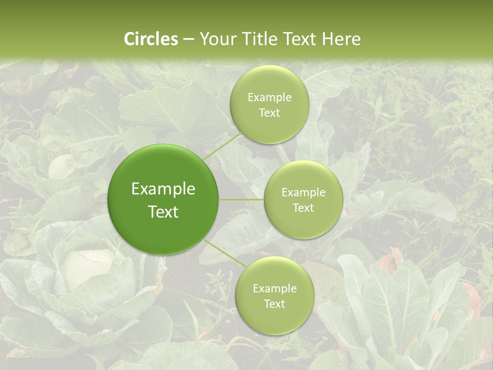 A Picture Of Some Plants In A Field PowerPoint Template