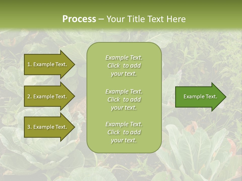 A Picture Of Some Plants In A Field PowerPoint Template