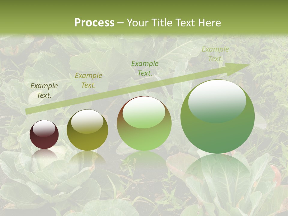 A Picture Of Some Plants In A Field PowerPoint Template