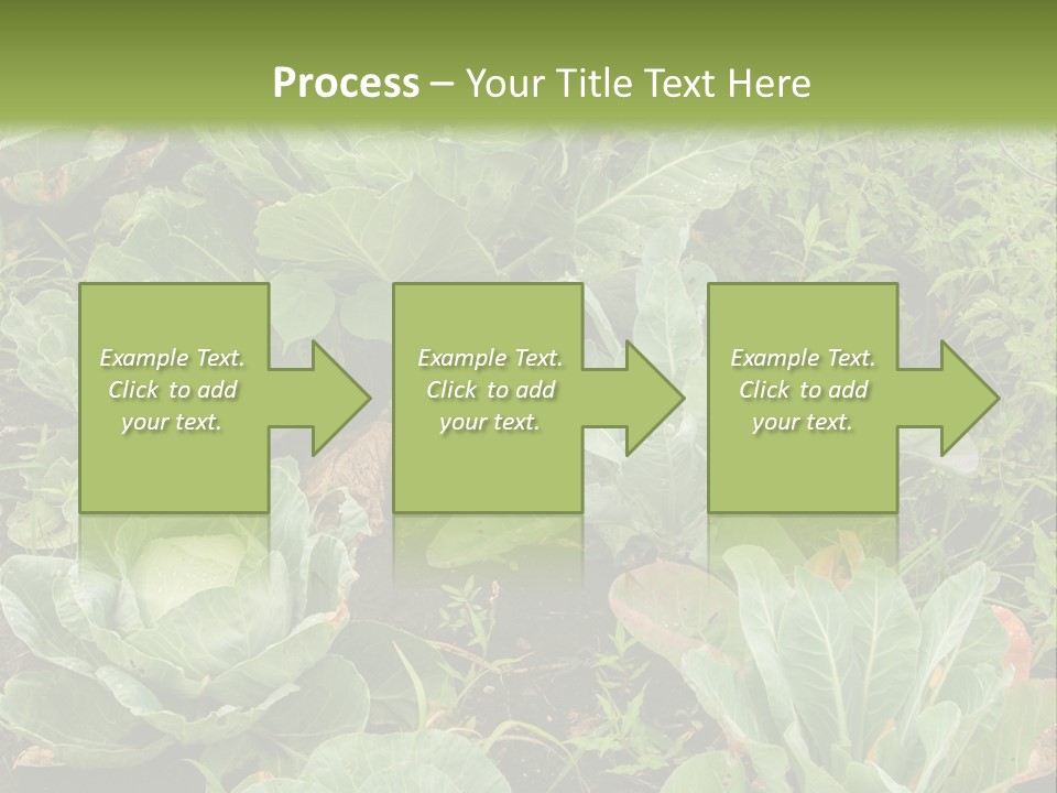 A Picture Of Some Plants In A Field PowerPoint Template
