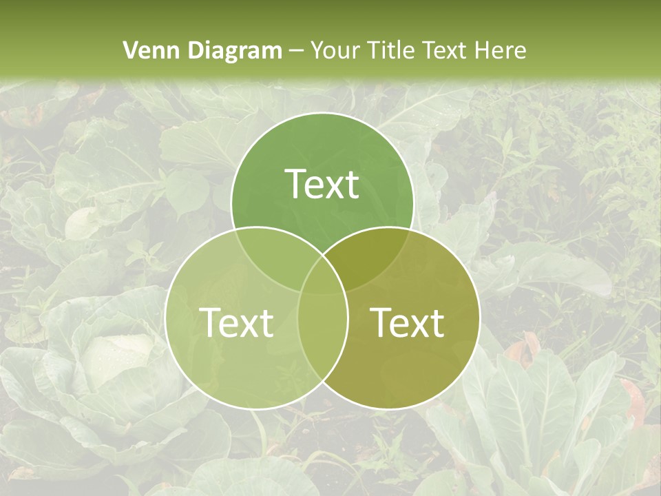 A Picture Of Some Plants In A Field PowerPoint Template