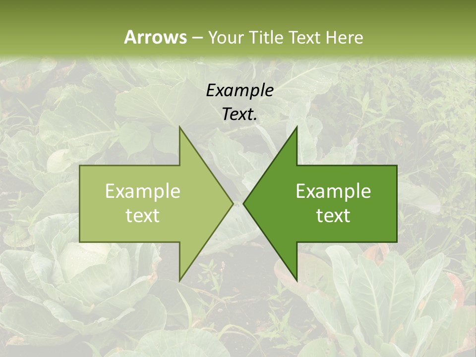 A Picture Of Some Plants In A Field PowerPoint Template