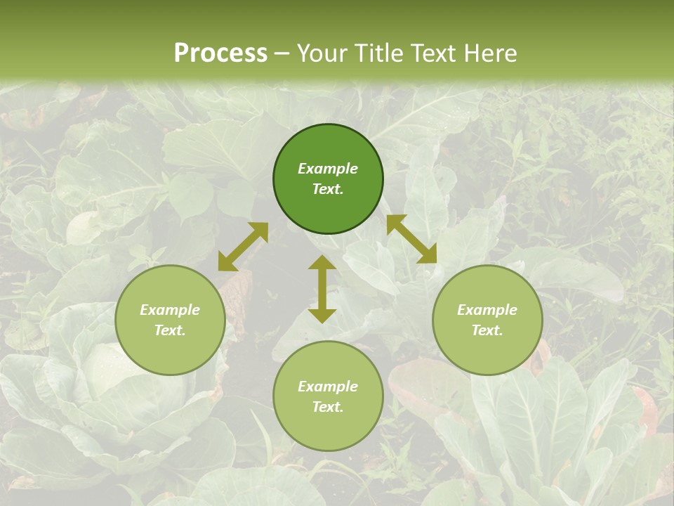 A Picture Of Some Plants In A Field PowerPoint Template