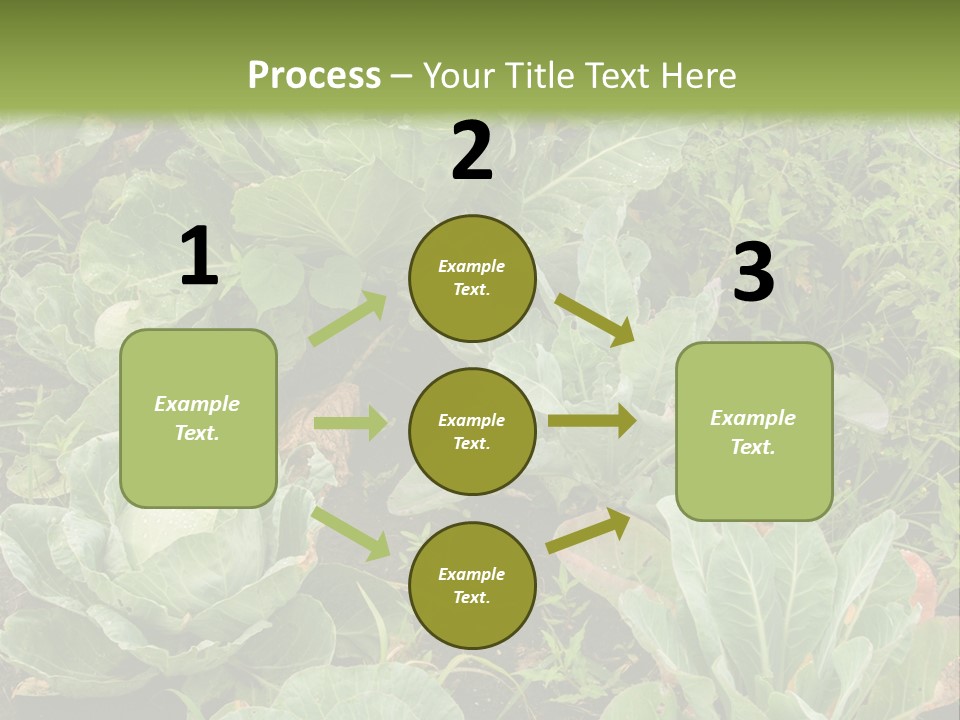 A Picture Of Some Plants In A Field PowerPoint Template