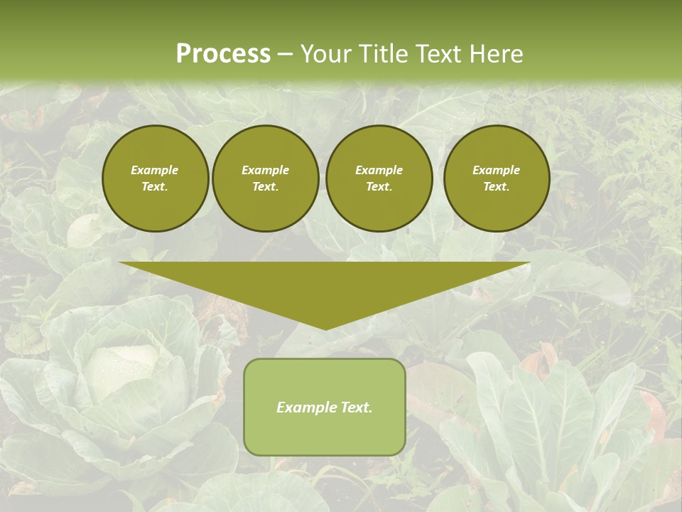 A Picture Of Some Plants In A Field PowerPoint Template