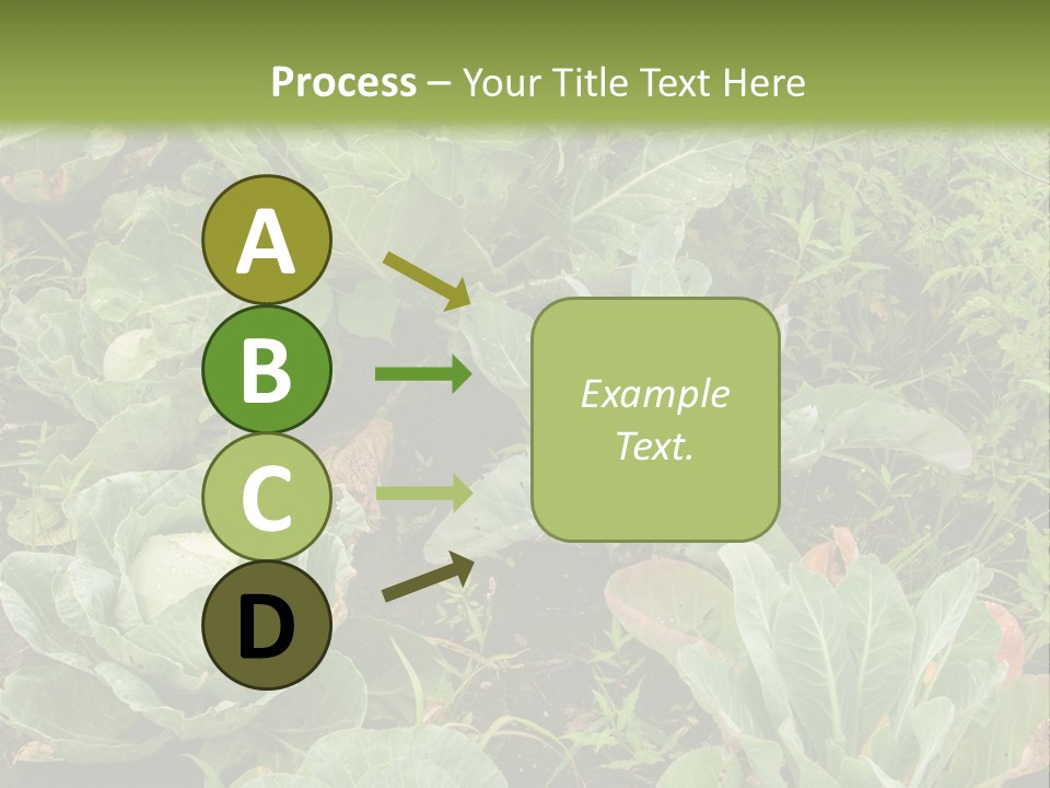 A Picture Of Some Plants In A Field PowerPoint Template