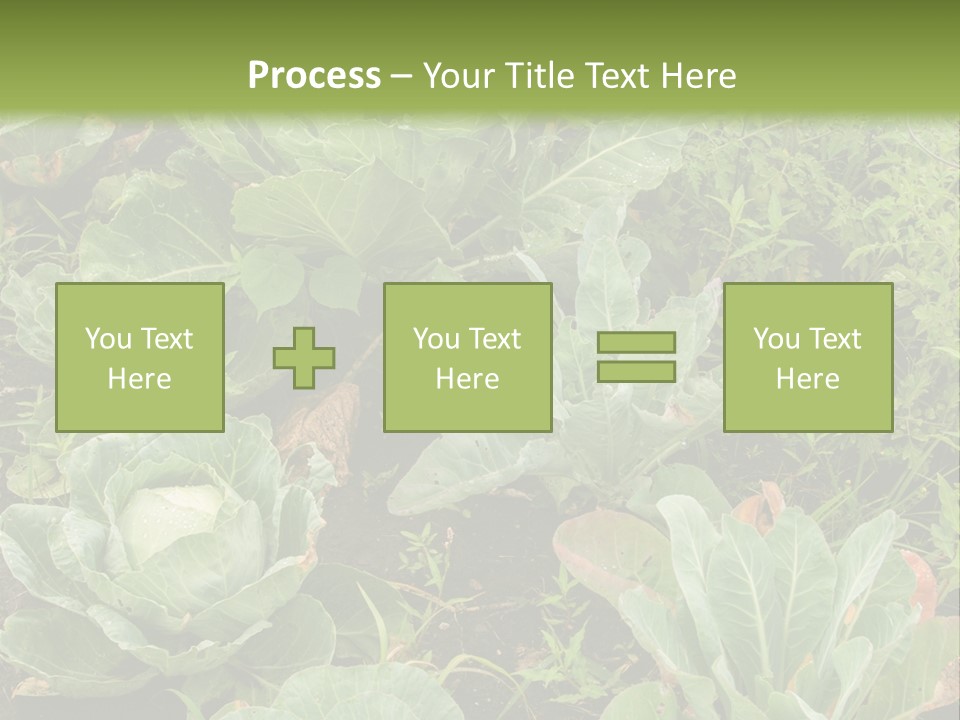 A Picture Of Some Plants In A Field PowerPoint Template